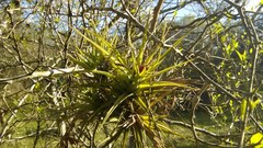 Tillandsia aeranthos