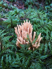 Phaeoclavulina eumorpha