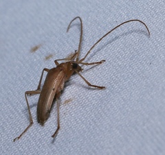 Centrodera