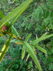 Cirsium serratuloides