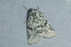 Bryolymnia viridata