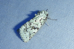 Bryolymnia viridata