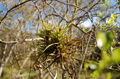 Tillandsia aeranthos