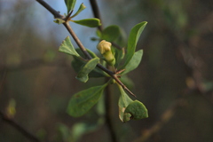Lycium boerhaviifolium