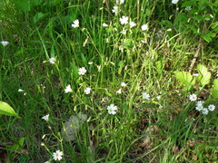 Cerastium velutinum