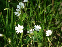 Cerastium velutinum