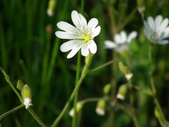 Cerastium velutinum