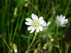 Cerastium velutinum