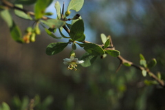 Lycium boerhaviifolium