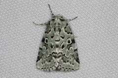 Bryolymnia viridata