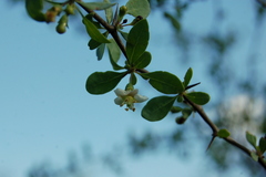 Lycium boerhaviifolium