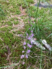 Liatris microcephala