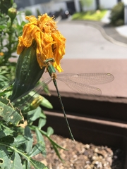 Chalcolestes viridis