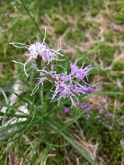Liatris microcephala
