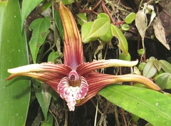 Maxillaria striata