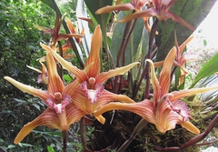 Maxillaria striata
