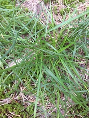 Liatris microcephala