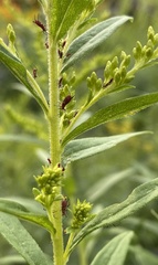 Uroleucon solidaginis