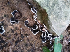 Thelephora cuticularis