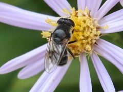 Cheilosia caerulescens