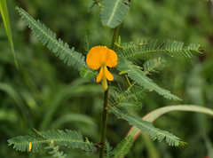 Aeschynomene cristata