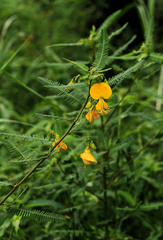 Aeschynomene cristata