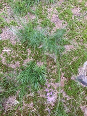 Liatris microcephala