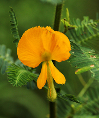 Aeschynomene cristata