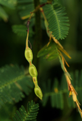 Aeschynomene cristata