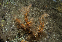 Eudendrium arbuscula