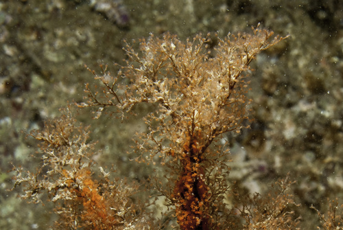 Eudendrium arbuscula