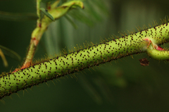 Aeschynomene cristata