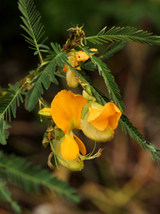 Aeschynomene cristata