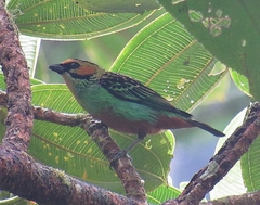 Tangara chrysotis