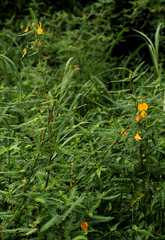 Aeschynomene cristata