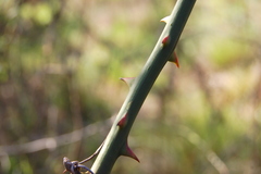 Smilax campestris