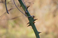 Smilax campestris