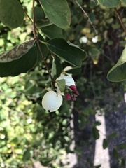 Symphoricarpos albus