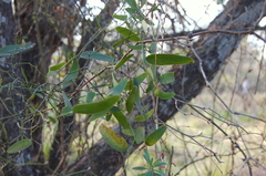 Smilax campestris