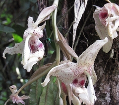 Stanhopea napoensis