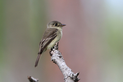 Cuban Pewee photo 2