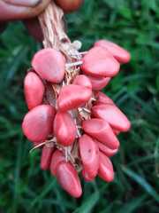 Magnolia yarumalensis