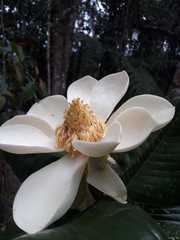 Magnolia yarumalensis
