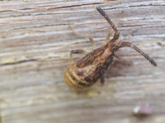 Coriomeris denticulatus