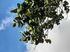 Magnolia yarumalensis