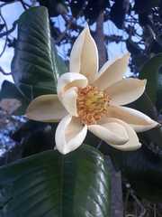 Magnolia yarumalensis