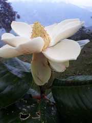 Magnolia yarumalensis