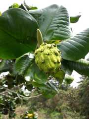 Magnolia yarumalensis