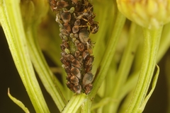 Metopeurum fuscoviride