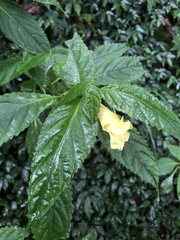 Impatiens tayemonii